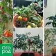Расте домати во стан во зима - лично искуство со заклучоци и сорти