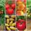 Барањето агрофирм ги претстави своите највкусни предвремени домати