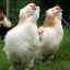Опис faverol кокошки, растителна продуктивност, нејзино одржување и грижа