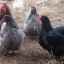 Опис на кокошките орпингтон, нивната продуктивност, одгледување и чување, прегледи