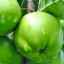 Најчестите летни сорти на јаболкници: карактеристики и прегледи