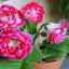 Глоксинија цвет домашна нега, трансплантација, репродукција